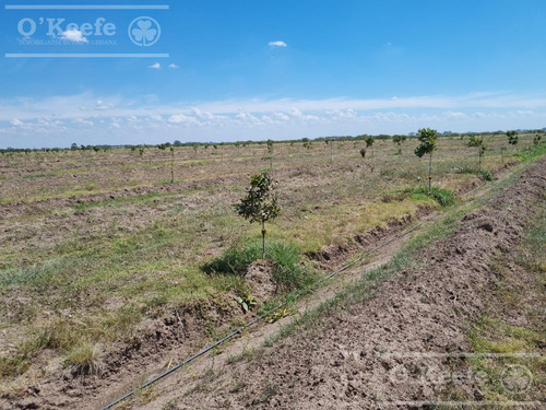 Chacra En Venta En San Nicolas De Los Arroyos - Plantación De Nuez Pecan En Producción