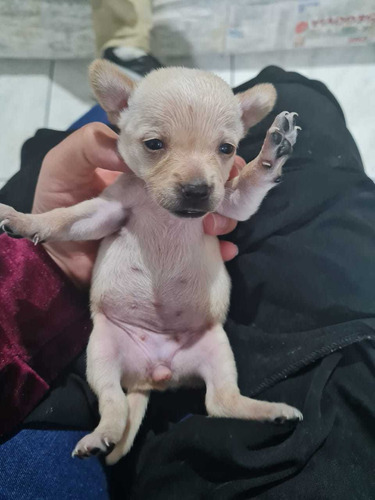 Imagem 2 de 3 de Filhotes De Pinscher N°3