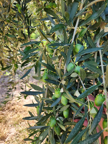 Finca Con Olvios En Polo Gastronómico Chachingo Calle Sarmiento S/n