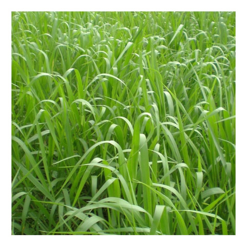 Capim Aruana Panicum Maximum 5kg Sementes Incrustadas