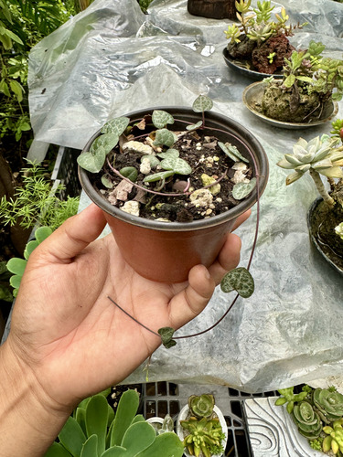 Ceropegia Woodii Pink Dos Corazones En Un Hilo