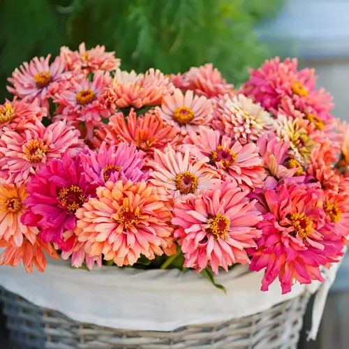 Kviter 1000 Semillas De Zinnia De Cactus Gigantes Para 2025