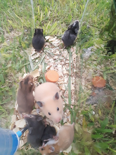 Imagen 4 de 6 de Hamster