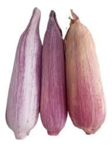 Semente De Milho Crioulo Orgânico Sabugo Roxo 1.500 Sementes