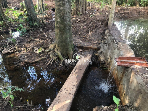 Imagem 6 de 19 de Chácara À Venda Em Igarapé, Bairro Batatal, - Te0261