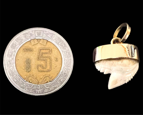Diente De Tiburón Tigre (chico) Casquillo Oro Macizo De 18k (Usado)