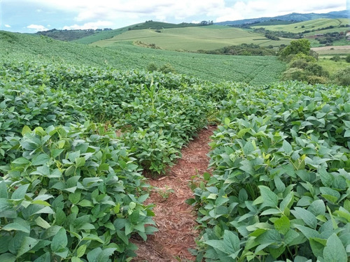 Fazenda A Venda No Sul De Minas Com 470 Ha - Bcp93