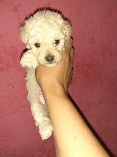 Imagen 3 de 4 de Caniche Mini Toy