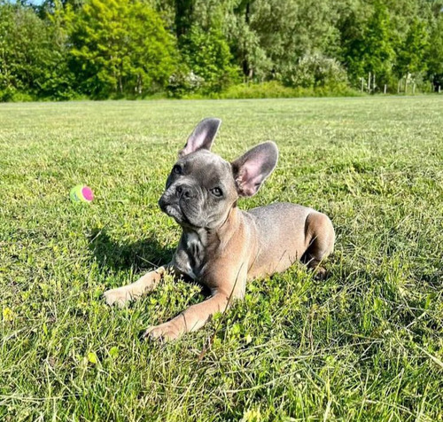 Vendo Hermosos Cachorros Bulldog Francés 