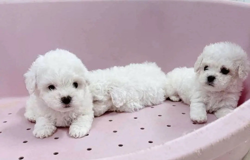 Imagen 2 de 3 de Cachorros French Poodle Mini 130 Por Cada Perrito