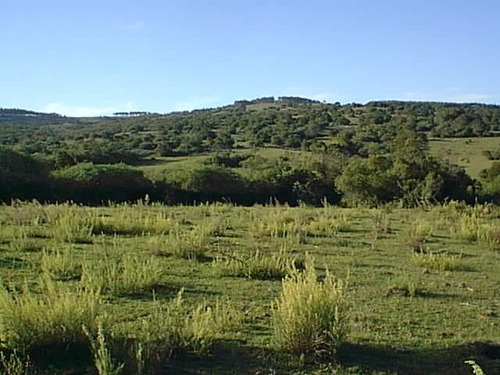 Imagen 2 de 6 de 330 Has Ganaderas En Lavalleja, Molles De Aiguá.