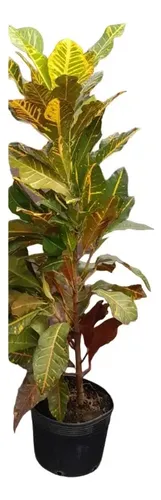 Croton Laranjinha 50cm Plantas Condomínio Estilo Tropical