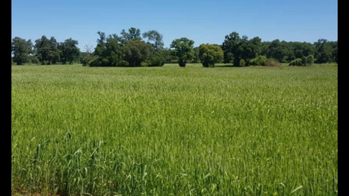 Agrícola En Venta En Nueva Imperial