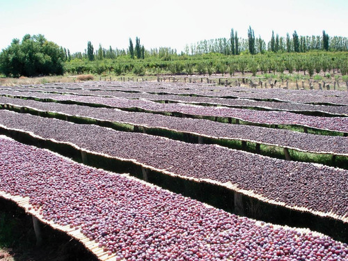 Imagen 6 de 11 de Finca Con 3 Casas En Plena Producción .mendoza , San Rafael