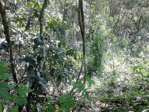 Imagem 12 de 20 de Terreno À Venda, 1000 M² Colinas, Px Ct São Paulo - Te0574