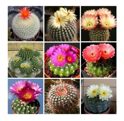 Semillas De Cactus Parodia Submammulosa Mix Variada Formas