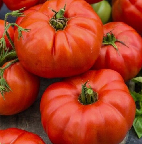 100 Semillas De Tomate Beef + Instructivo