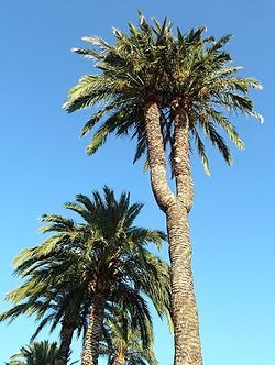 Semillas De Palmera Israelita