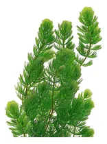 Comprar Plantas Acuáticas Pinito Peceras  X Paquete De 5 Tallos Full