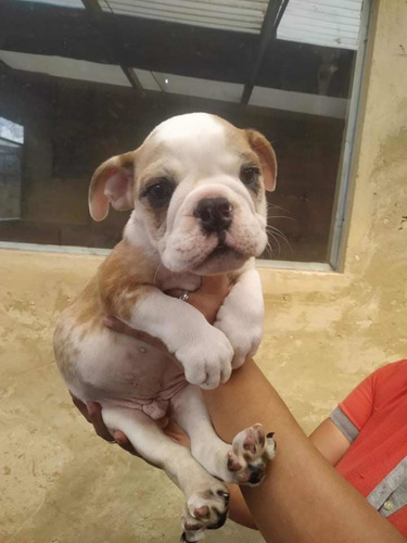 Imagen 3 de 4 de Cachorros Bulldog Inglés