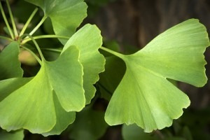 Ginkgo Bilowa  De 2 Mts. En Tarrina De 20 Lts. Unico!!!