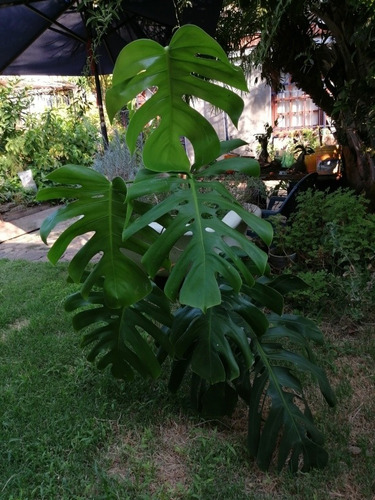 Imagen 9 de 10 de Monstera Deliciosa