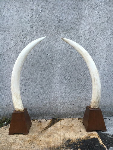 Animales Disecados 100 % Artificiales Colmillos De Elefante