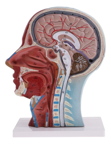 Cabeza Humana Y Cuello 1: 1 Modelo De Nervio De Vaso