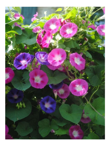 Ipomea Purpurea Mix De Colores -semillas 40 Imp.holanda