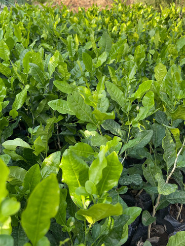 Plantas De Limoncillo Para Cerca Viva