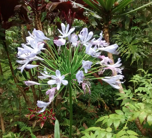 Muda De Agapanto - Agapanthus Africanus | MercadoLivre