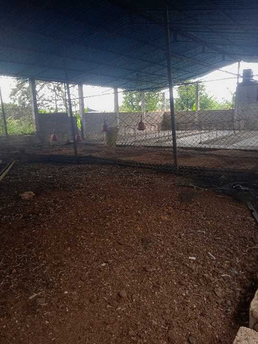 Imagen 15 de 30 de En Venta Finca Avicola Y Conejera Con Fondo De Comercio Para Embutidos