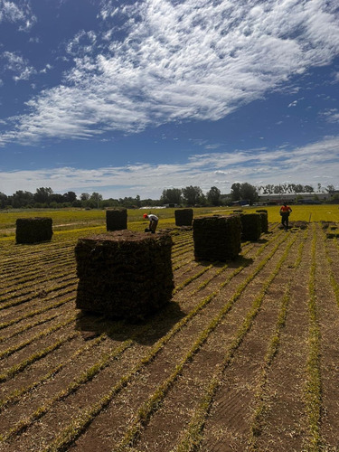 Grama Bahiana Pura Somos Productores 1ra Calidad