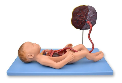 Zeigen Modelo De Feto Con Placenta Y Órganos Internos