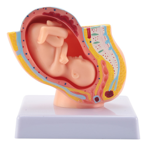 Embarazo Humano Desarrollo Fetal Pélvico Embrionario De Nove