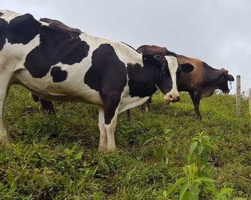 Bonita Finca De 168 Has En Yanayacu - La Troncal - Cañar