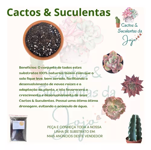 Conjunto de cactos e suculentas de estilo de linha