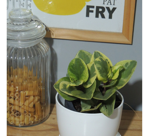 Planta Interior Peperomia Variegada C/maceta12 Premium Plato