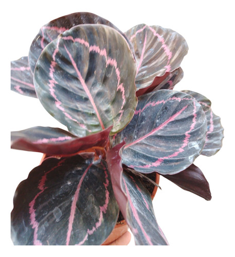 Planta Calathea Roseopicta Dottie , Exotica Y Bella M15