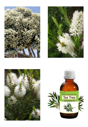 2000 Sementes De Melaleuca Alternifolia Tea Tree Oil Óleo