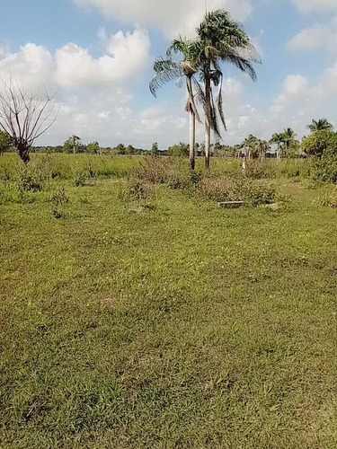 Vendo Esta Finca De 781 Tareas Los Llamo San Pedro Macoris