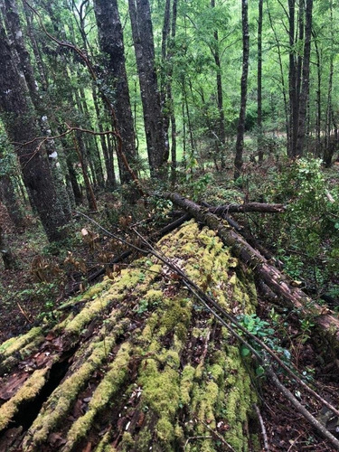 Imagen 6 de 27 de Hermosas Parcelas Insertas En El Bosque Nativo En Pucon