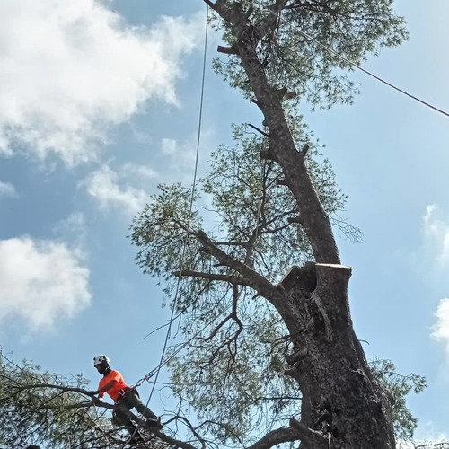 Imagen 9 de 10 de Poda De Arbol, Poda De Palmera,servicio De Poda, Zona Oeste