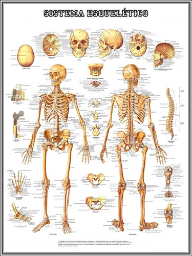 2 Poster Mapa Sistema Muscular + Sistema Esquelético