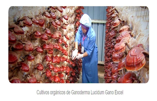 Ganoderma Gano Cafe 3 En 1 Oferta 4 Cajas Hongo Usa Full