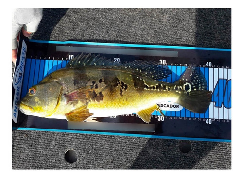 Régua De Medir Peixe Angler Brasil By Fábio Baca