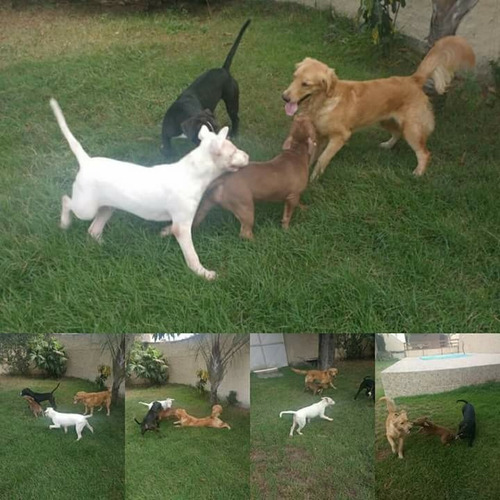 Imagem 9 de 10 de Adestrador De Cães