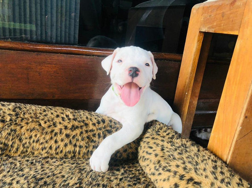 Filhotes Dogo Argentino