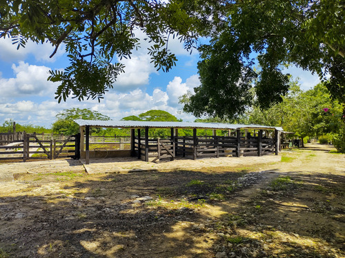 Venta De Rancho En Zona Ganadera De Yucatán, Con Cenotes, 453 Has