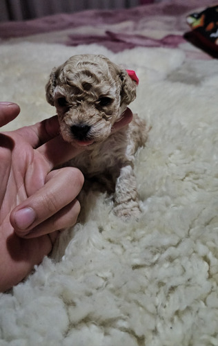 Poodle Toy Apricot